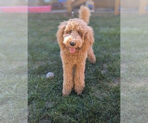 Poodle (Standard) Dogs for adoption in Holly Springs, NC, USA