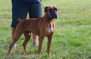 Boxer Dogs for adoption in Holly Hill, SC, USA