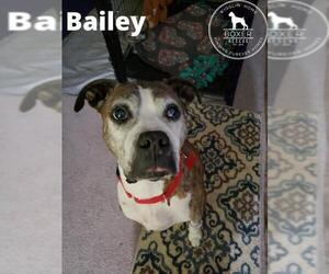 Boxer Dogs for adoption in Battle Ground, WA, USA