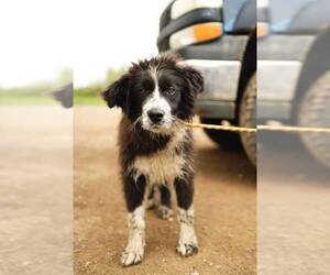 Mutt Dogs for adoption in Calgary, Alberta, Canada