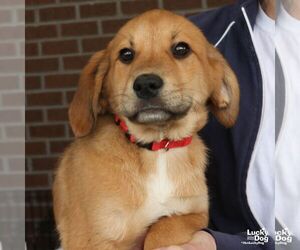 Golden Retriever-Unknown Mix Dogs for adoption in Washington, DC, USA