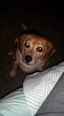Beagle Dogs for adoption in San Angelo, TX, USA