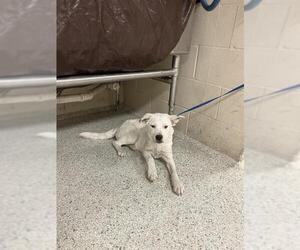 American Pit Bull Terrier-Unknown Mix Dogs for adoption in Conroe, TX, USA