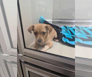 Chihuahua-Unknown Mix Dogs for adoption in Upland, CA, USA