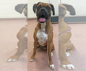 Boxer Dogs for adoption in Ogden, UT, USA