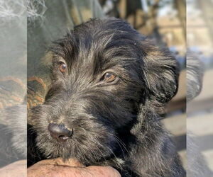 Labrador Retriever-Unknown Mix Dogs for adoption in Aurora, IN, USA