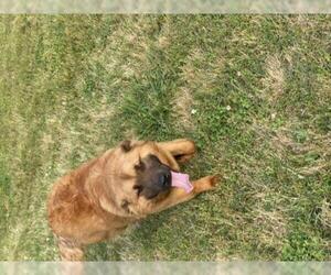 German Shepherd Dog-Unknown Mix Dogs for adoption in Hull, MA, USA