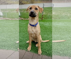 Black Mouth Cur-Unknown Mix Dogs for adoption in Jefferson, NJ, USA