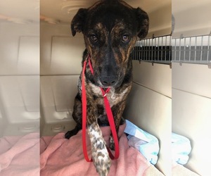 Catahoula Leopard Dog-Unknown Mix Dogs for adoption in Eastsound, WA, USA