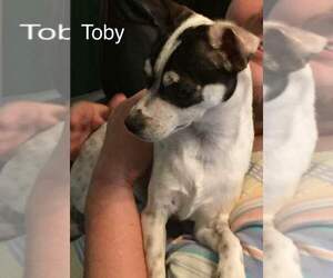 Rat Terrier Dogs for adoption in DALLAS, TX, USA