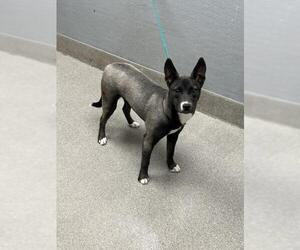 American Pit Bull Terrier-Siberian Husky Mix Dogs for adoption in Las Vegas, NV, USA