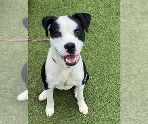 Boxer-Unknown Mix Dogs for adoption in Fayetteville, NC, USA