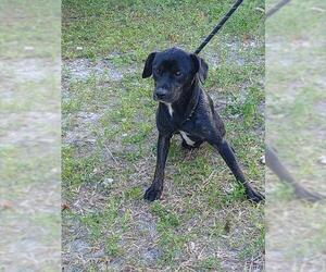 Labrador Retriever-Unknown Mix Dogs for adoption in Fort Lauderdale, FL, USA