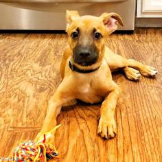 Medium Photo #1 Boxer Puppy For Sale in Austin, TX, USA