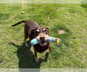 Rottweiler-American Pit Bull Terrier Dogs for adoption in Tulsa, OK, USA