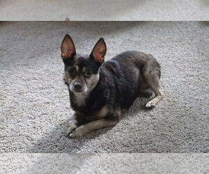 Chihuahua-Unknown Mix Dogs for adoption in Brooklyn Center, MN, USA