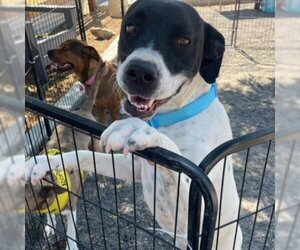 Pointer Dogs for adoption in Grand Junction, CO, USA