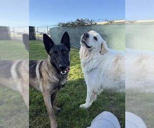 Mutt Dogs for adoption in Santa Cruz, CA, USA