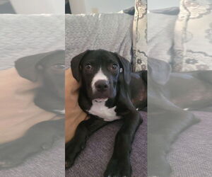 Boxador Dogs for adoption in Sheboygan, WI, USA