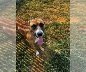 Mutt Dogs for adoption in South Bend, IN, USA