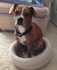Bogle Dogs for adoption in Kennesaw, GA, USA