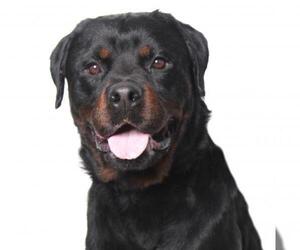 Rottweiler Dogs for adoption in West Hollywood, CA, USA