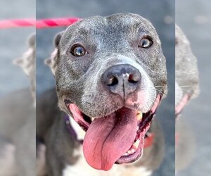 American Staffordshire Terrier-Unknown Mix Dogs for adoption in Lake Forest, CA, USA