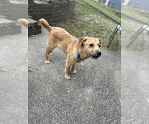 Mutt Dogs for adoption in Candler, NC, USA