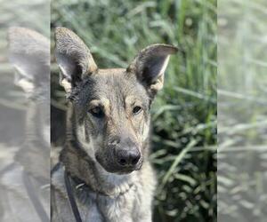 German Shepherd Dog Dogs for adoption in Orange, CA, USA