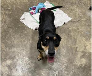 Dachshund-German Shepherd Dog Mix Dogs for adoption in Jackson, CA, USA