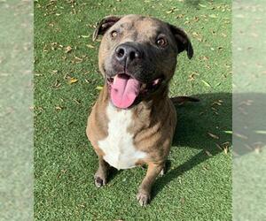 Bull Terrier-Unknown Mix Dogs for adoption in Chula Vista, CA, USA