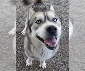 Siberian Husky Dogs for adoption in Woodland, CA, USA