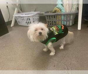 Maltese Dogs for adoption in Berkeley , CA, USA