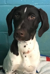 German Shorthaired Pointer Dogs for adoption in Matawan, NJ, USA