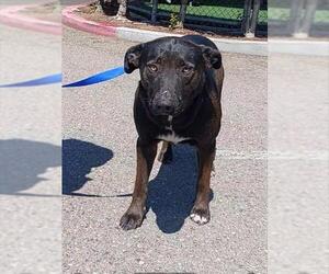 Shepradors Dogs for adoption in Chula Vista, CA, USA