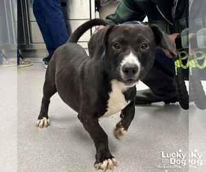 Doxle Dogs for adoption in Washington, DC, USA