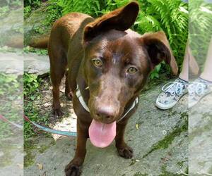 Labrador Retriever Dogs for adoption in Ellington, CT, USA