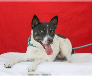 Jack-Rat Terrier Dogs for adoption in Pasadena, CA, USA