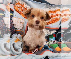 Mutt Dogs for adoption in Smithfield, PA, USA