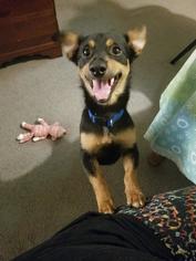 Dorgi Dogs for adoption in FAIRLAWN, OH, USA
