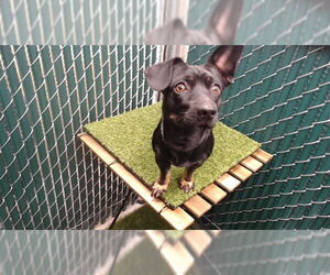 Mutt Dogs for adoption in Downey, CA, USA