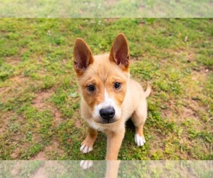 Collie-Unknown Mix Dogs for adoption in Shermans Dale, PA, USA