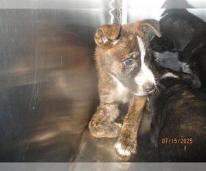 German Shepherd Dog-Unknown Mix Dogs for adoption in Oklahoma City, OK, USA