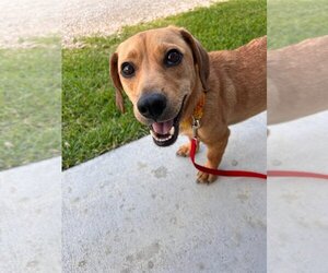 Dachshund-Unknown Mix Dogs for adoption in Tallahassee, FL, USA