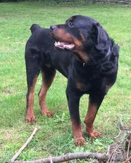 Rottweiler Dogs for adoption in Bristolville, OH, USA