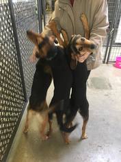 Black and Tan Coonhound Dogs for adoption in South Amana, IA, USA
