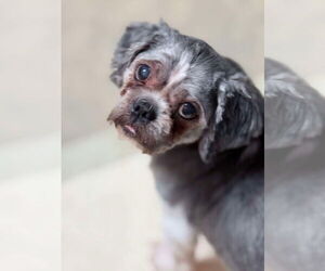 Medium Photo #3 Shih Tzu Puppy For Sale in Lewistown, PA, USA