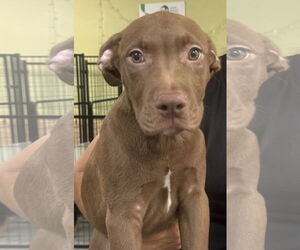 Mutt Dogs for adoption in Royal Palm Beach, FL, USA
