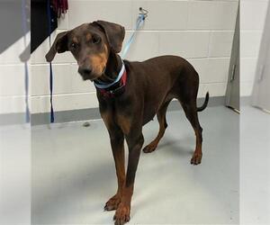 Doberman Pinscher-Unknown Mix Dogs for adoption in St. Cloud, FL, USA