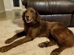 Golden Retriever Dogs for adoption in Killeen, TX, USA